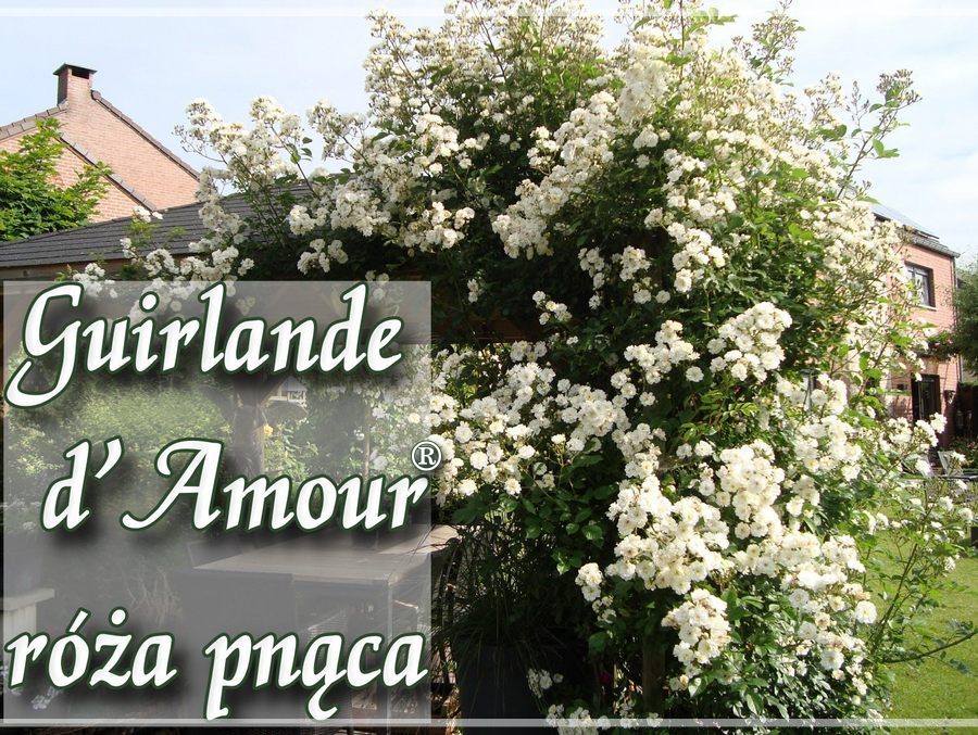 Guirlande d'Amour róża pnąca